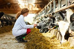 A woman with long hair is in a cattle barn. She is kneeling in front of a cow and touching its face