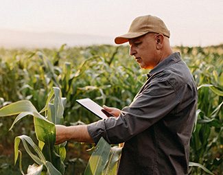 a man is in a field of corn, which reaches chest-level on the man. He is inspecting the leaves and making notes on a pad of paper.